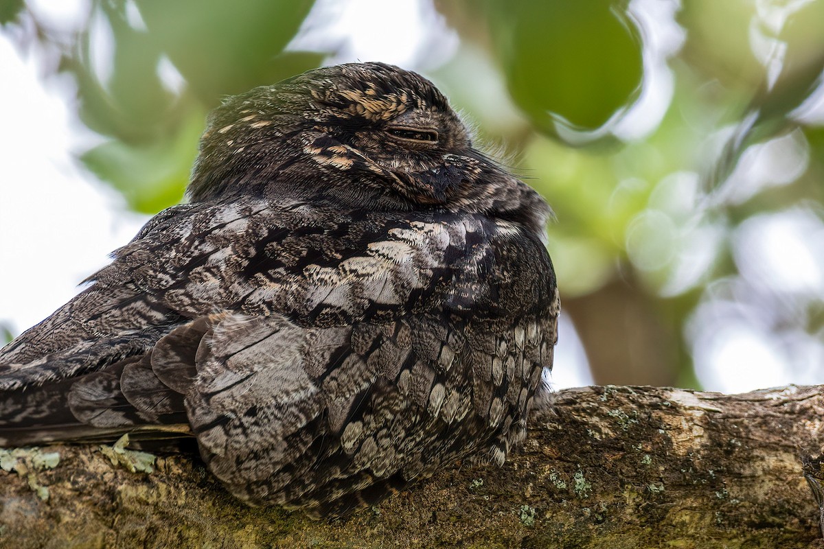 Jungle Nightjar - ML613752665