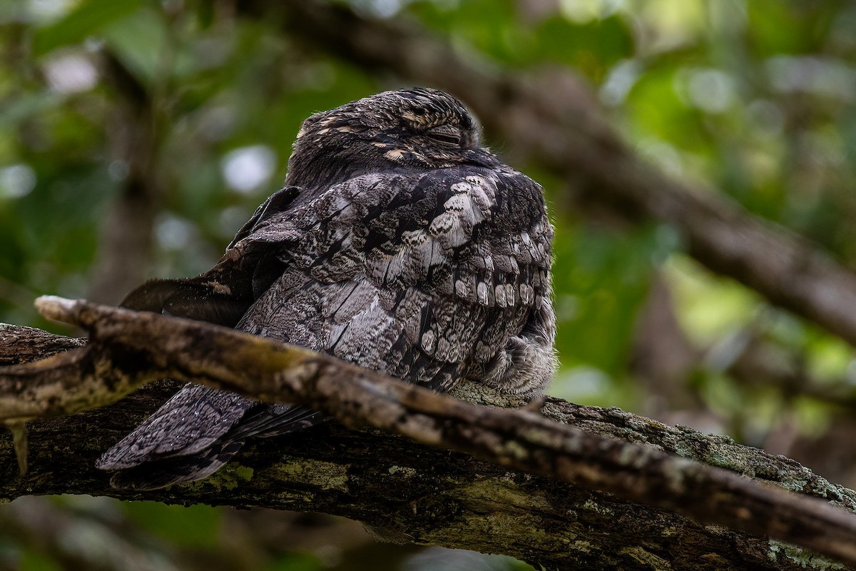 Jungle Nightjar - ML613752666