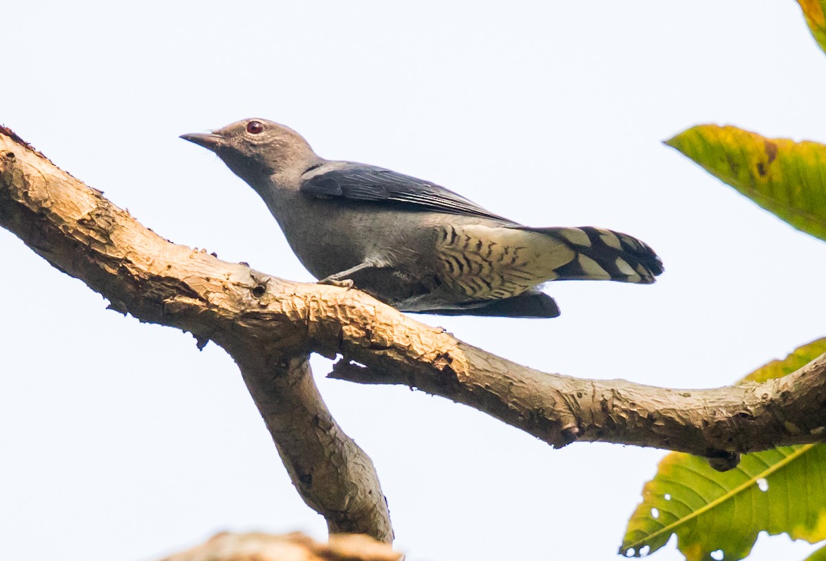 Black-winged Cuckooshrike - ML613752667