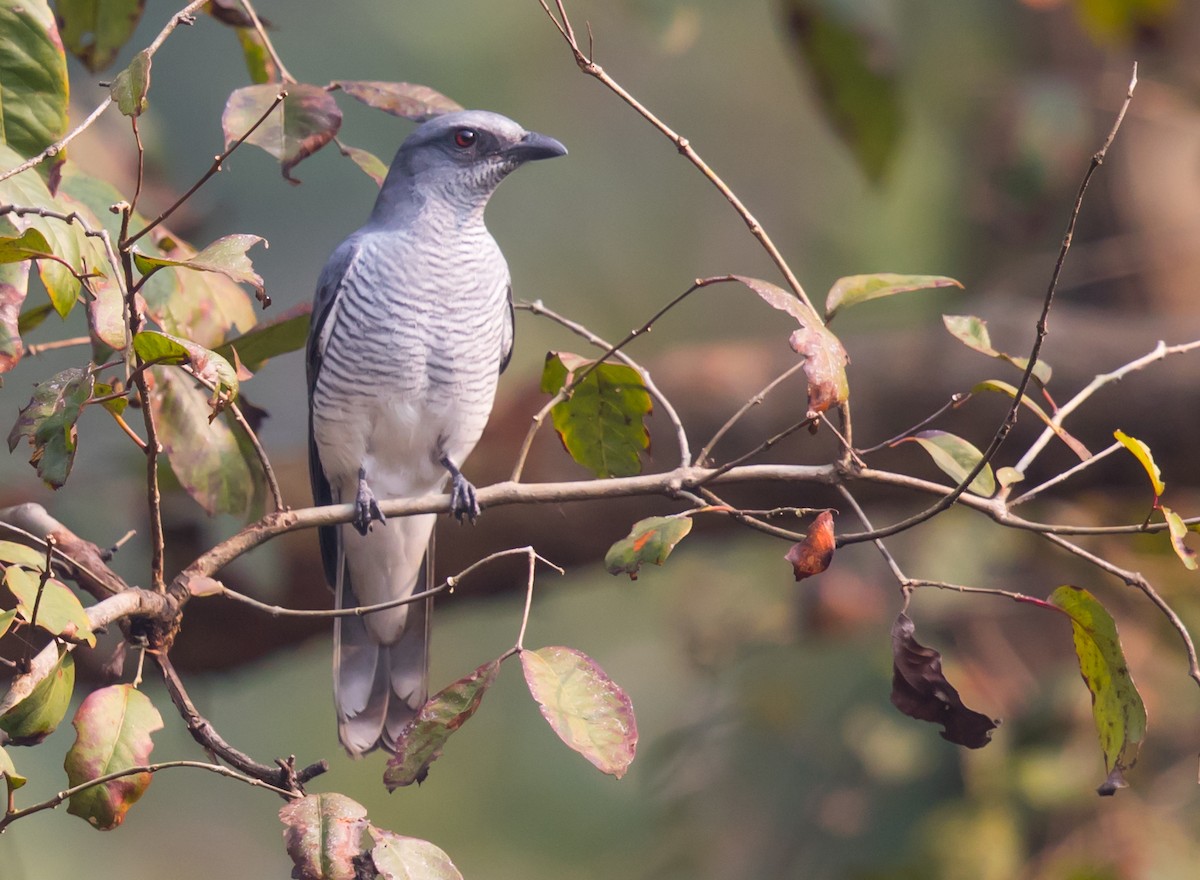 Large Cuckooshrike - ML613752669