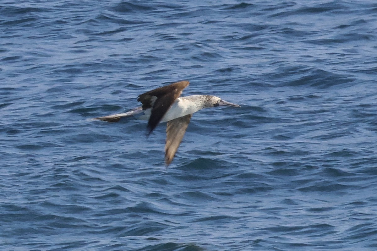 Blue-footed Booby - ML613752670