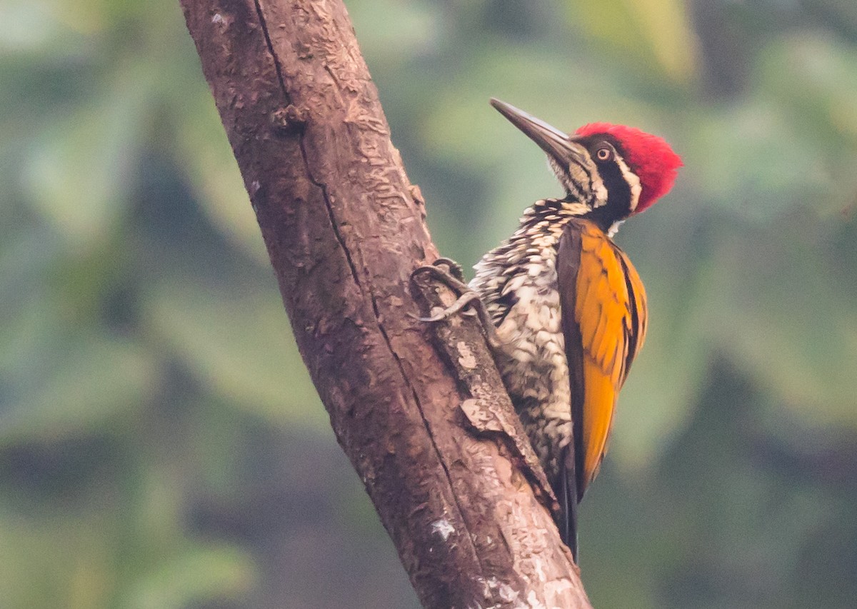 Greater Flameback - Satyesh Naik