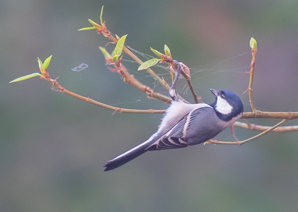 Cinereous Tit - ML613752694