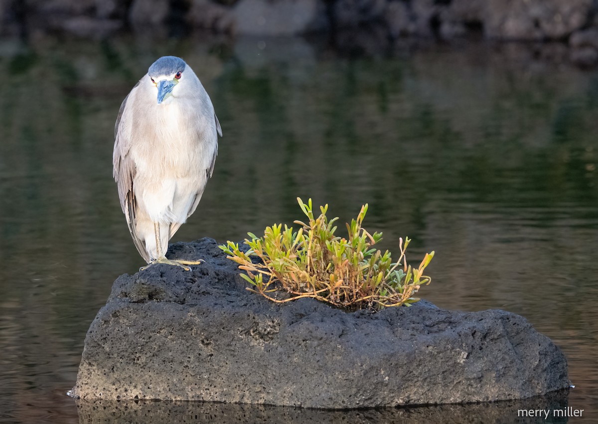 Black-crowned Night Heron - ML613752695