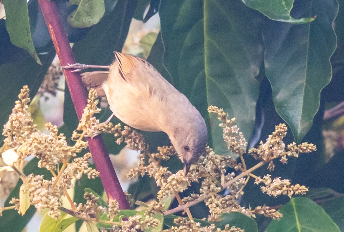 Brown-cheeked Fulvetta - ML613752698