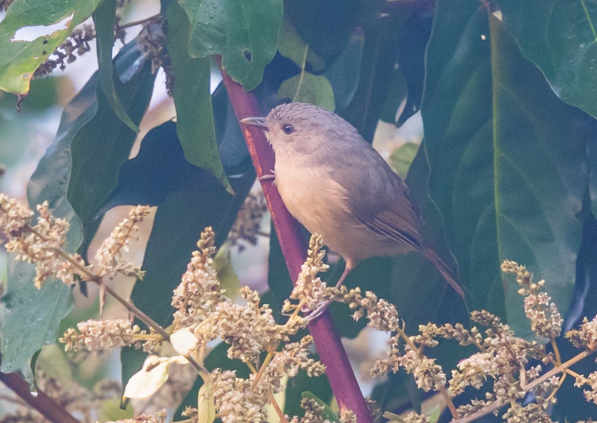 Brown-cheeked Fulvetta - ML613752699