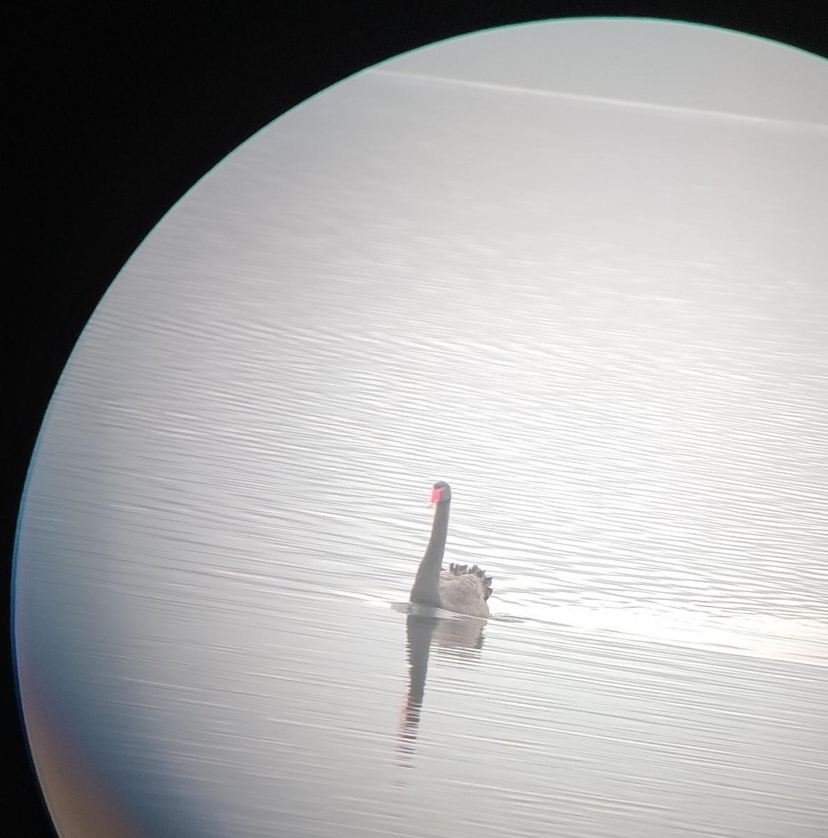 Black Swan - ML613752713