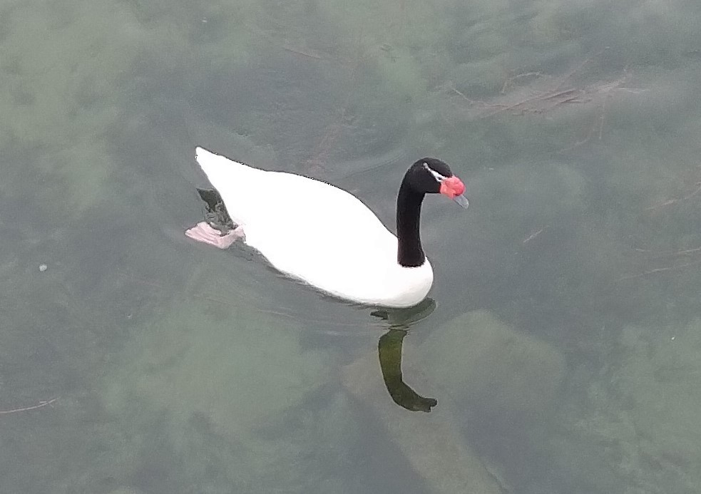 Black-necked Swan - ML613752727