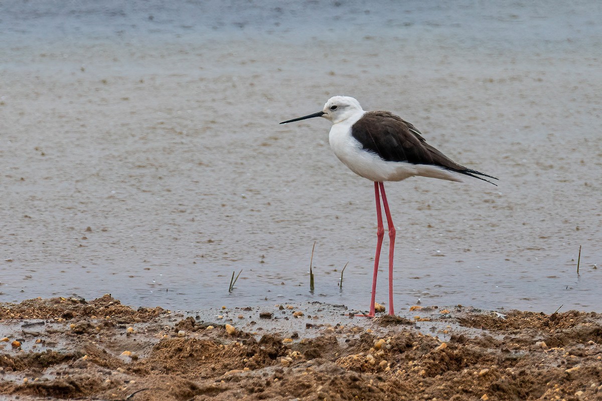 Black-winged Stilt - ML613752735