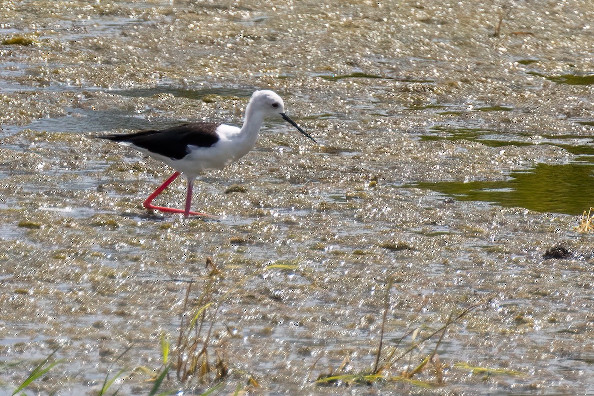 Black-winged Stilt - ML613752737