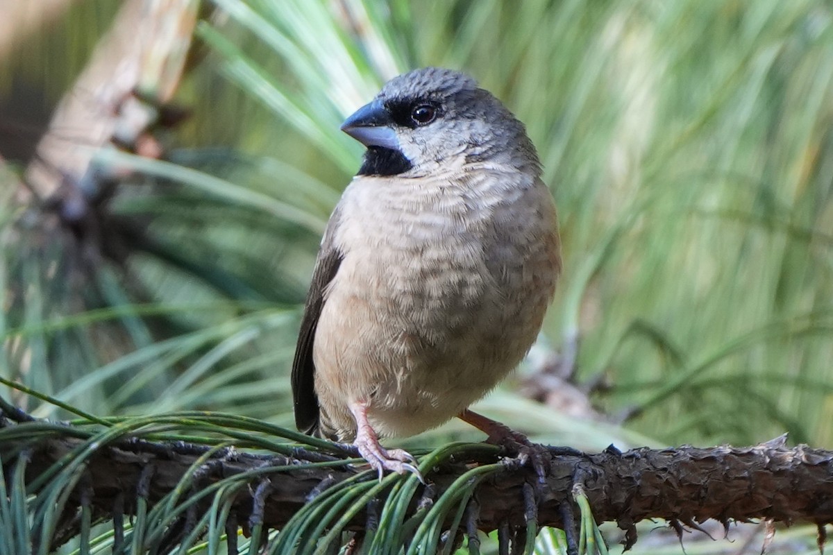 Madagascar Munia - ML613752747