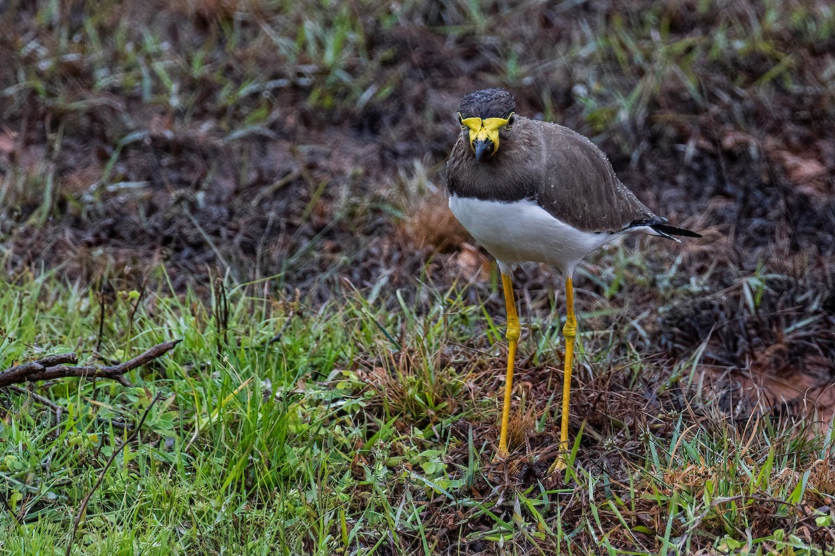 Yellow-wattled Lapwing - ML613752749