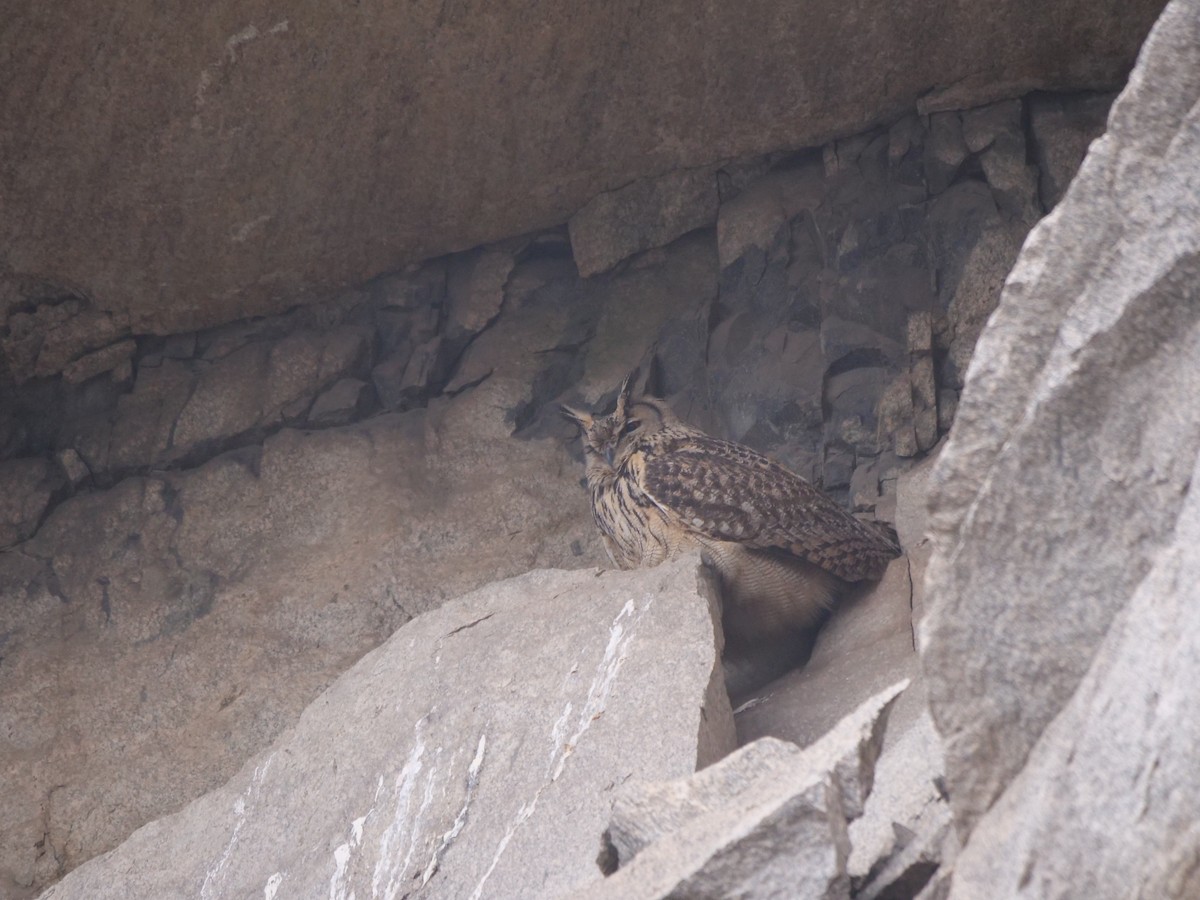 Eurasian Eagle-Owl - ML613752754