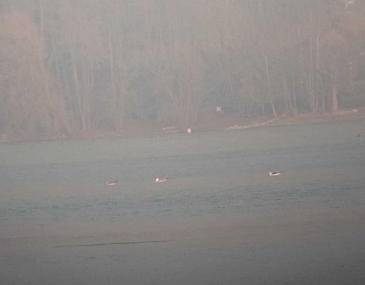 Lesser Black-backed Gull - ML613752761