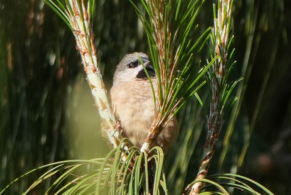 Madagascar Munia - Roman Suffner