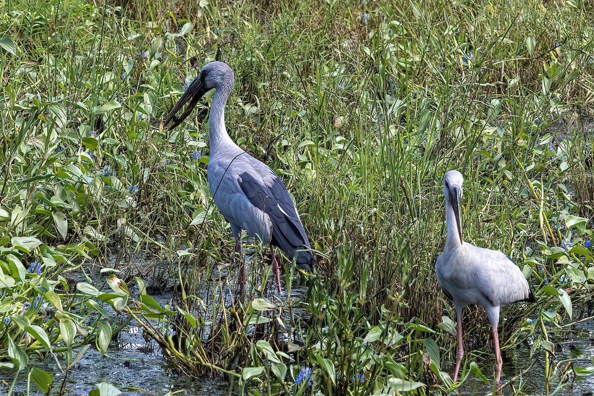 Asian Openbill - Shaqayeq Vahshi