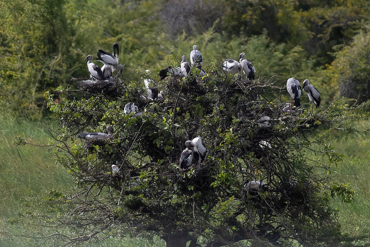 Asian Openbill - Shaqayeq Vahshi