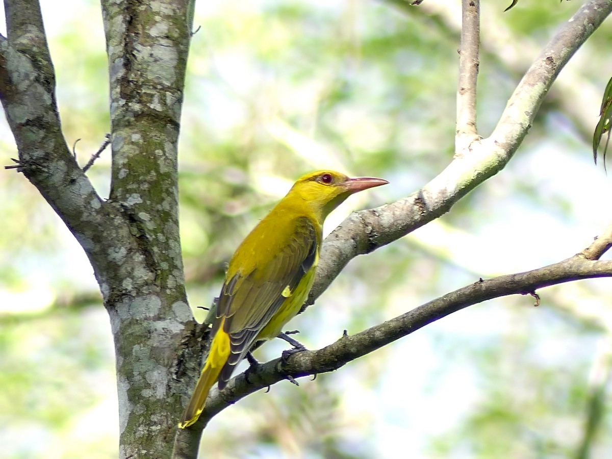 Indian Golden Oriole - ML613752835