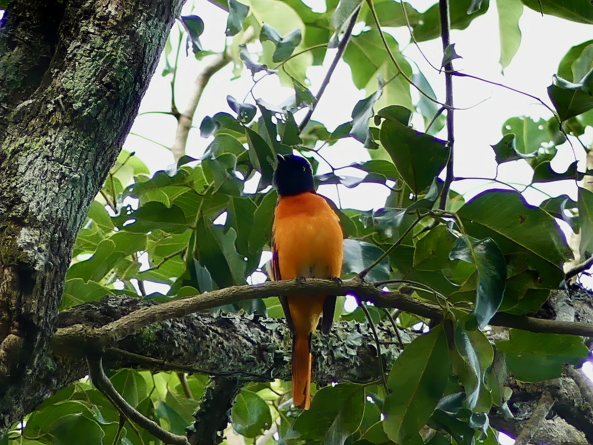 Orange Minivet - ML613752841