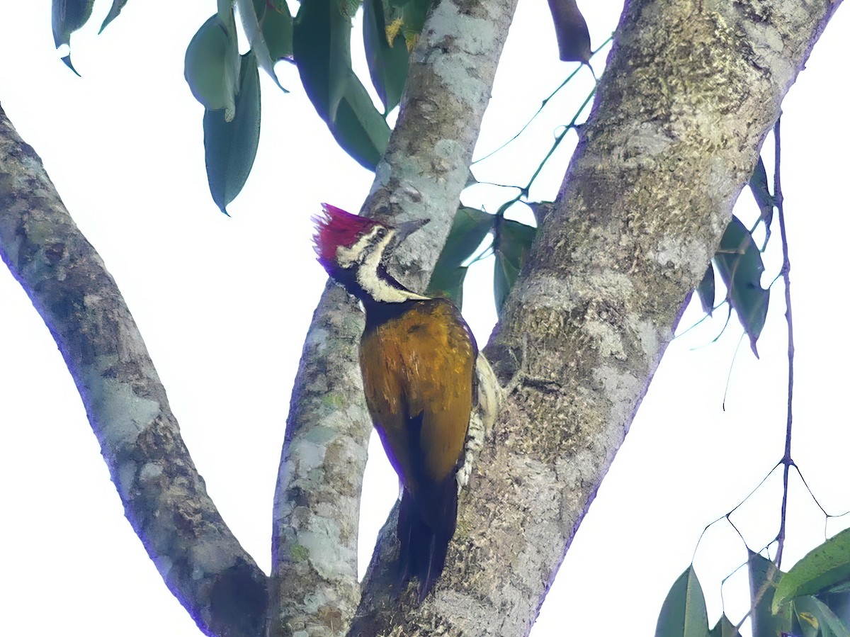Black-rumped Flameback - ML613752852