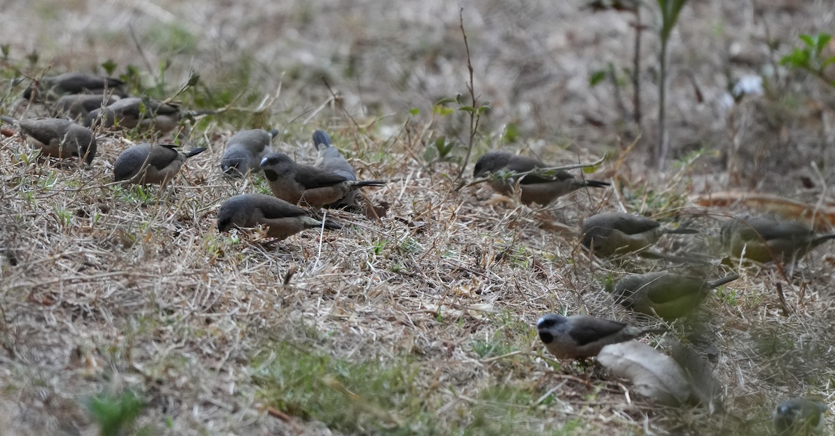 Madagascar Munia - Roman Suffner