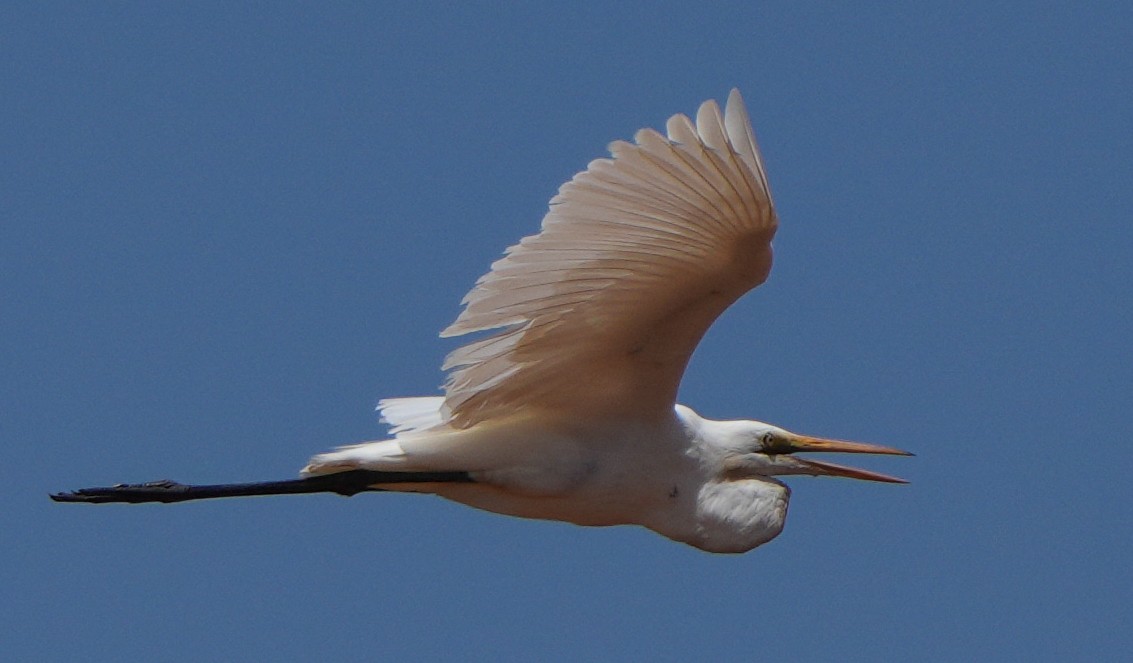 Great Egret - Roman Suffner