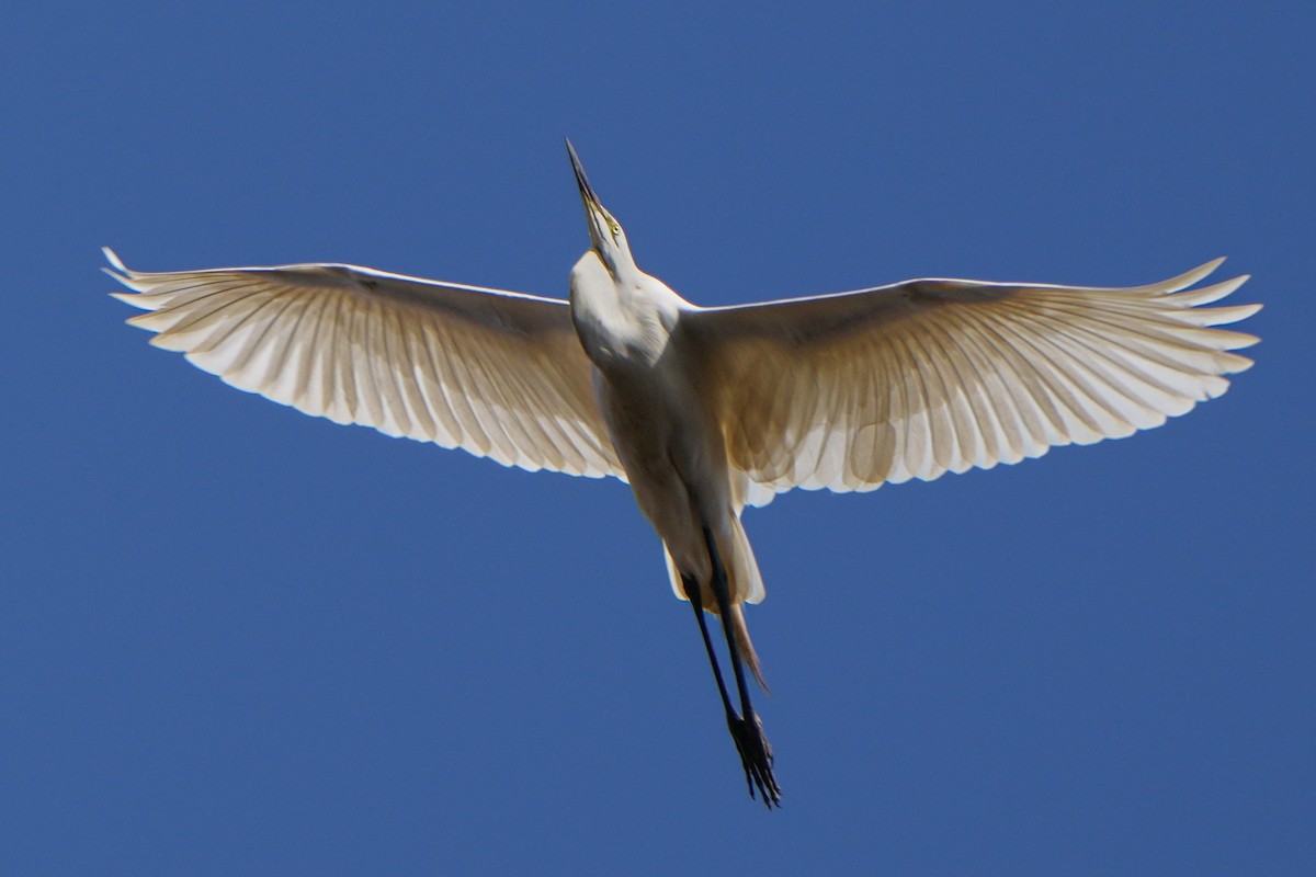 Great Egret - ML613752866