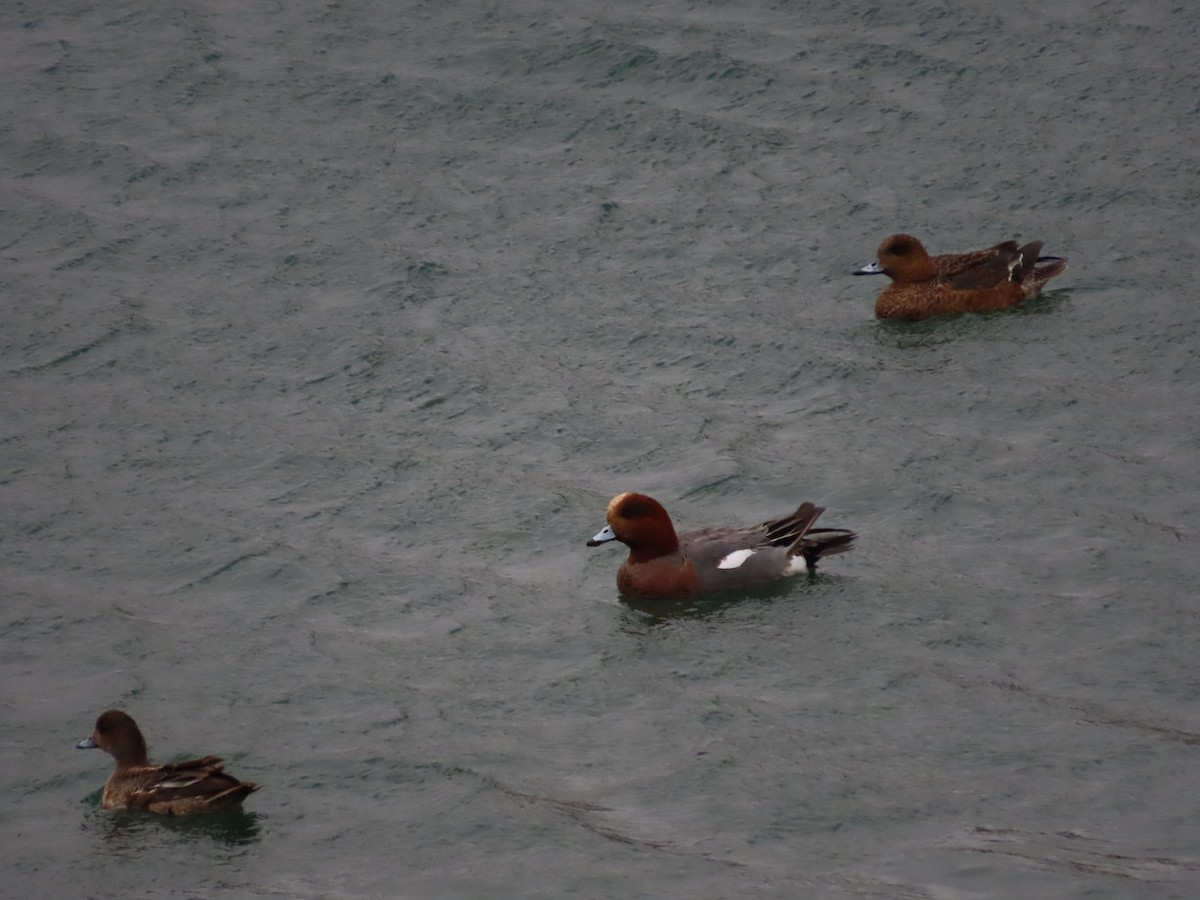 Eurasian Wigeon - ML613752869