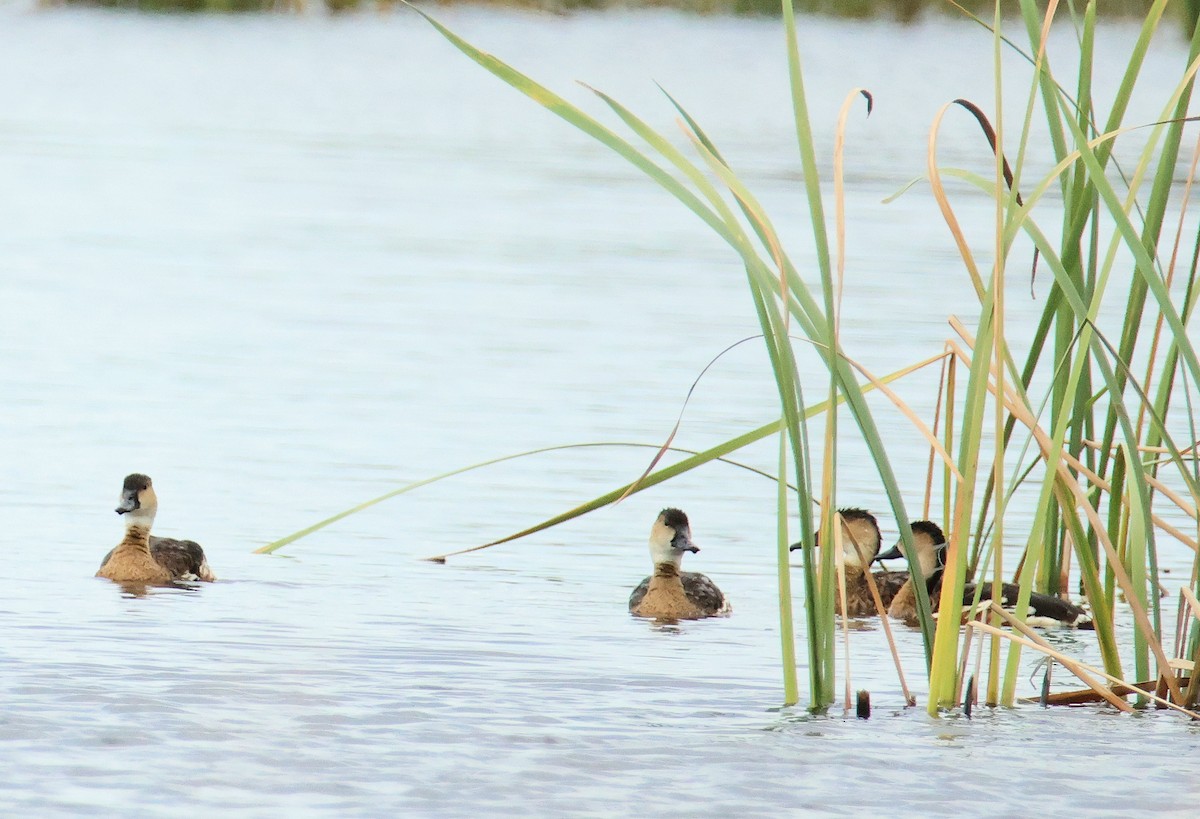husička stěhovavá - ML613752887