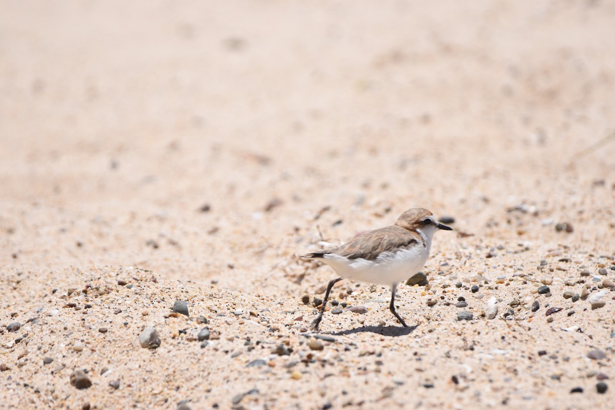 Red-capped Plover - ML613752893
