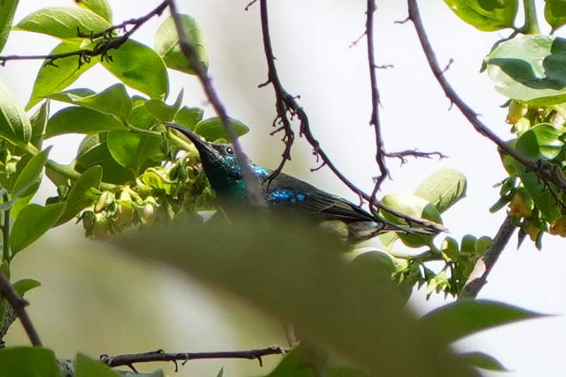 Souimanga Sunbird - ML613752896
