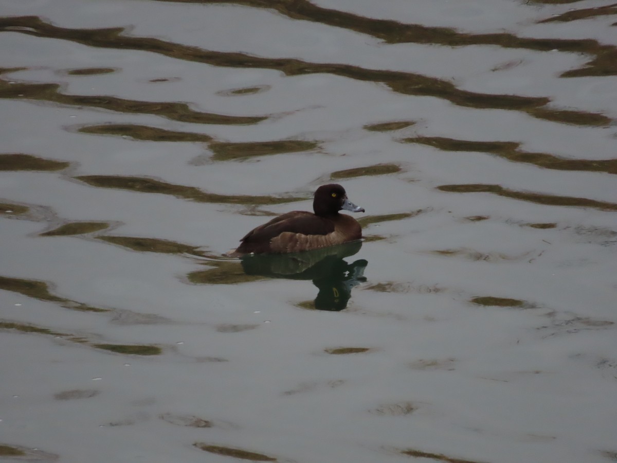 Tufted Duck - Mingyun Seo