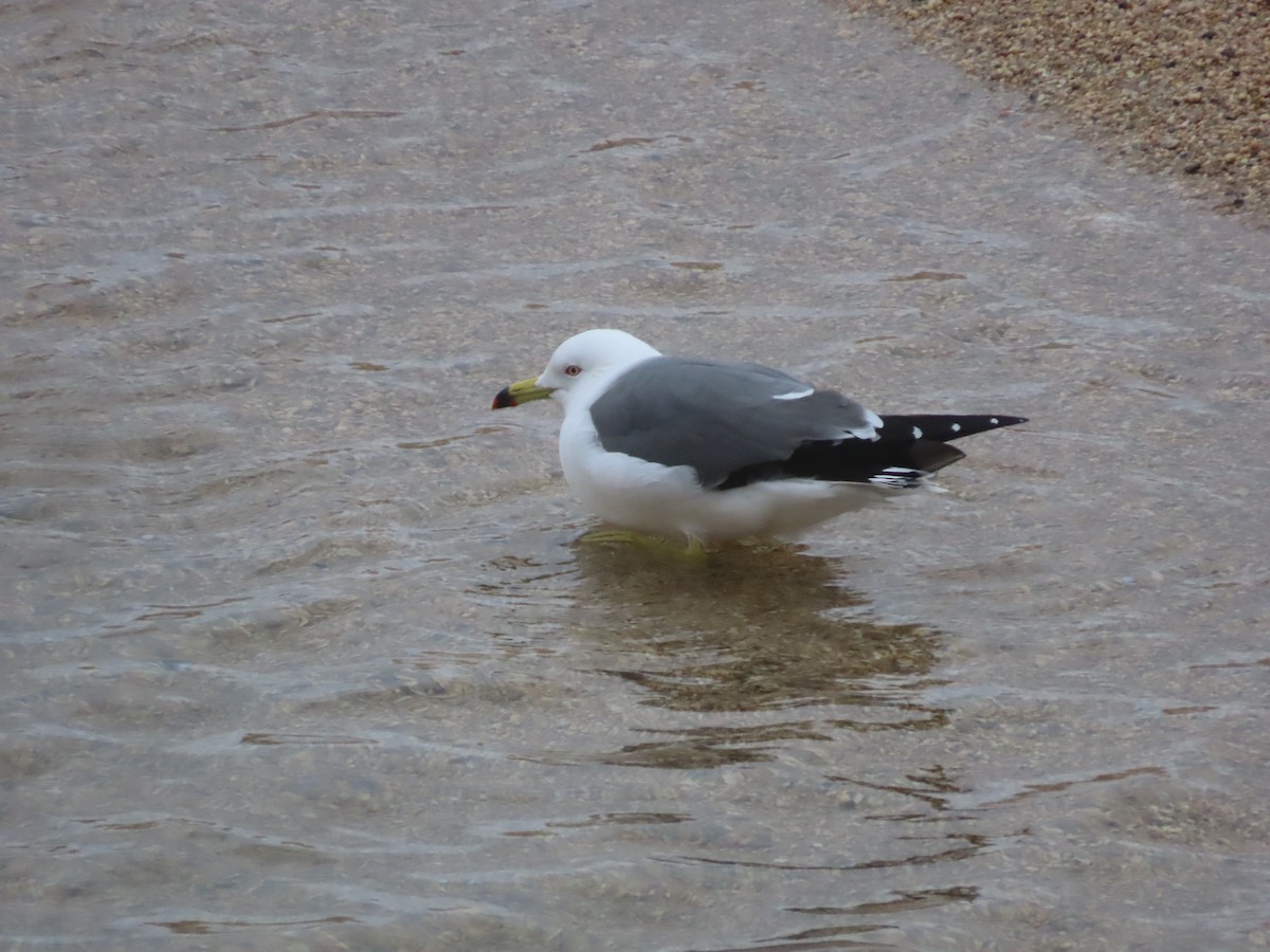 Black-tailed Gull - ML613752939