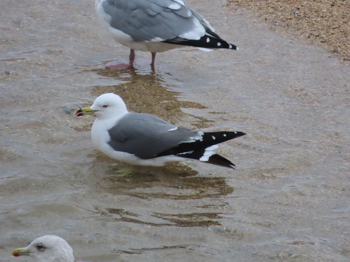 Black-tailed Gull - ML613752940