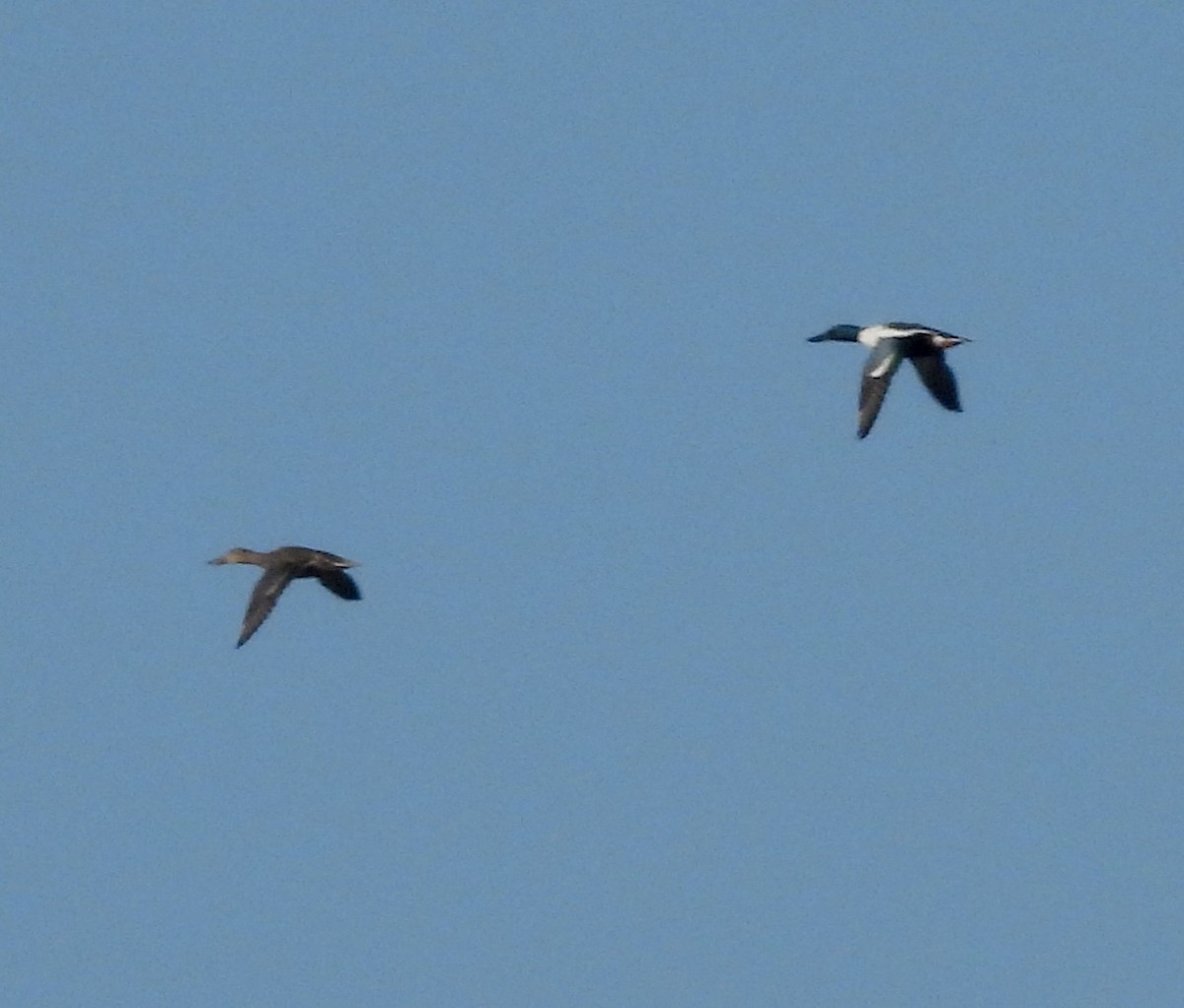 Northern Shoveler - ML613752959