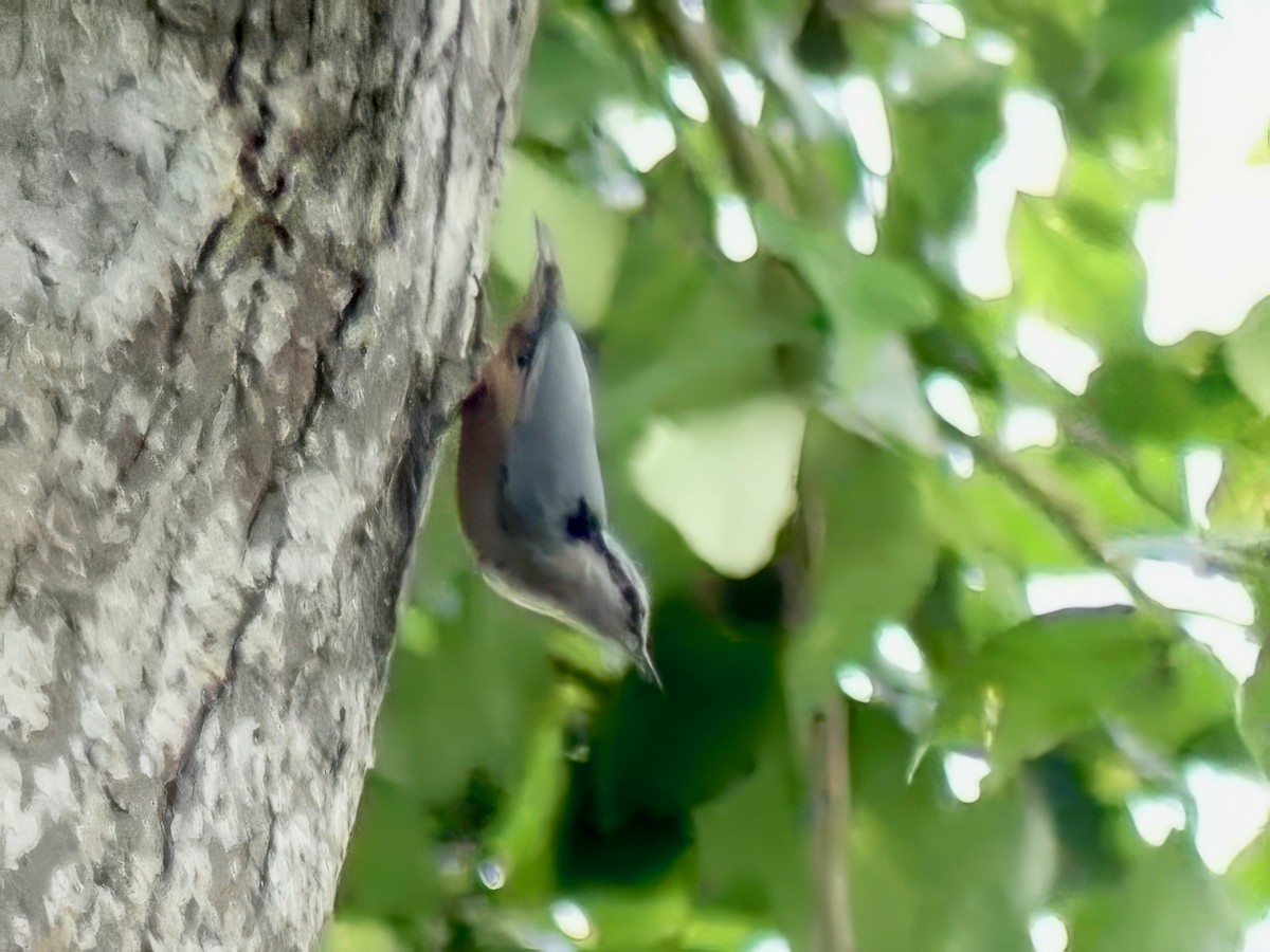 Indian Nuthatch - ML613752964