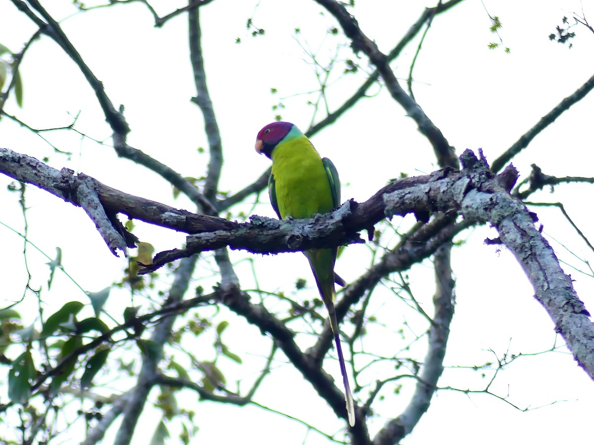Plum-headed Parakeet - ML613752966