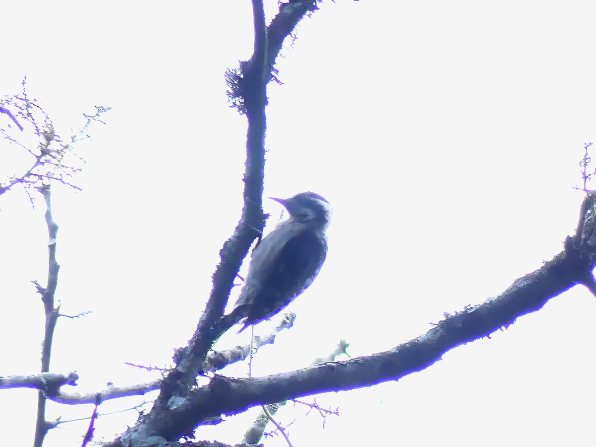 Brown-capped Pygmy Woodpecker - ML613753031
