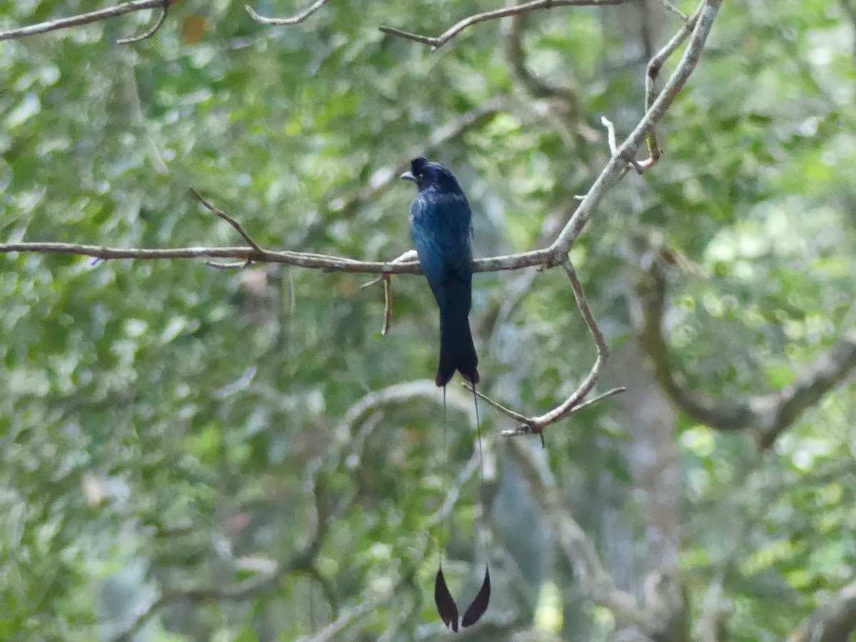 Greater Racket-tailed Drongo - ML613753038