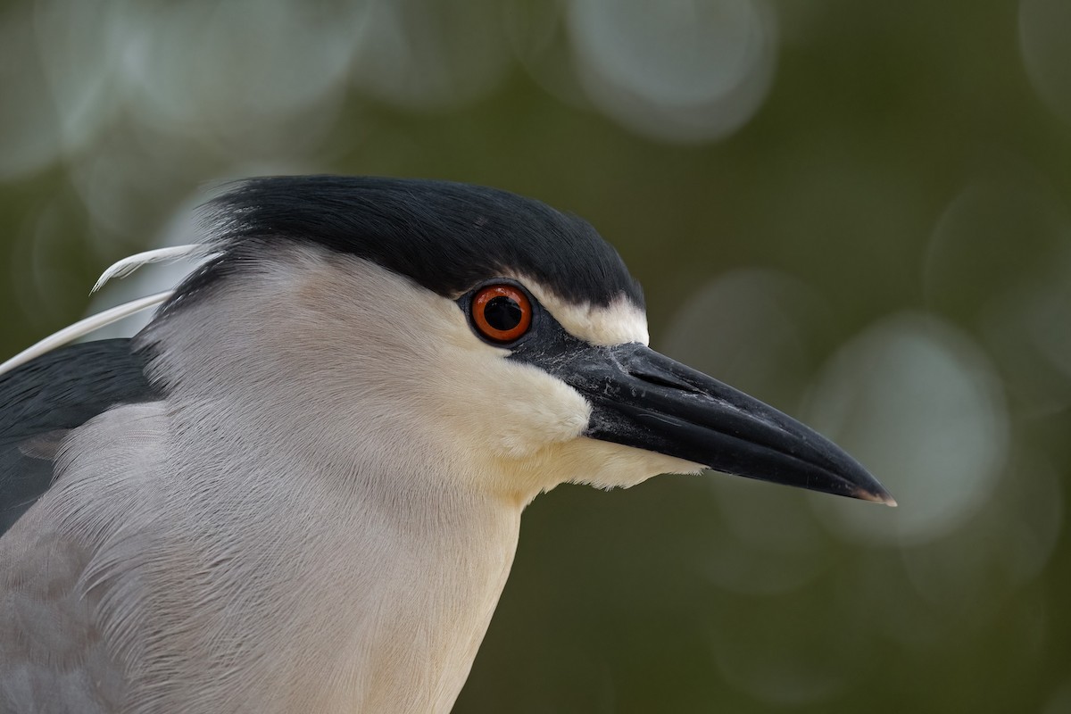 Black-crowned Night Heron - ML613753071