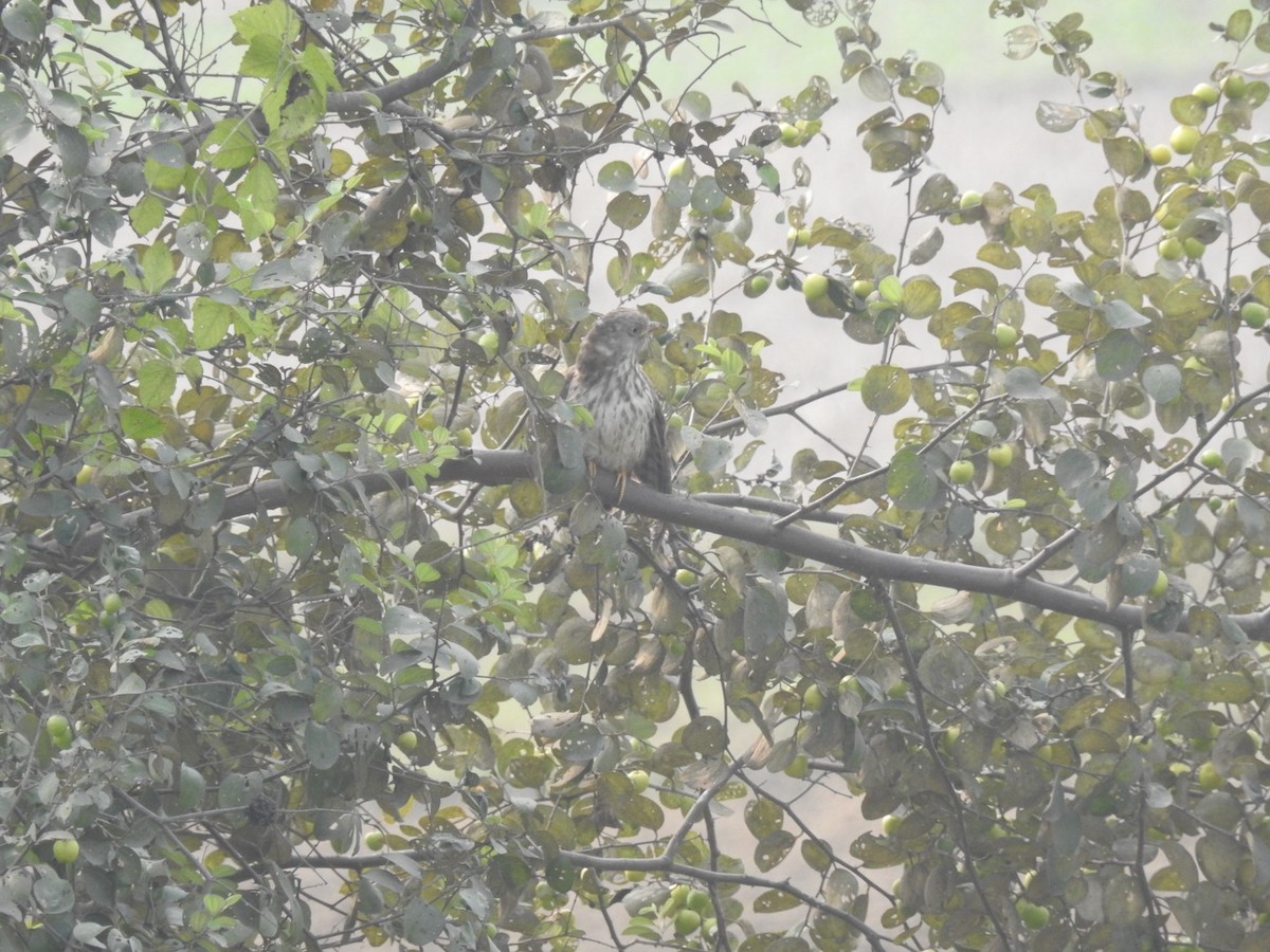 Common Hawk-Cuckoo - Preetam Roy