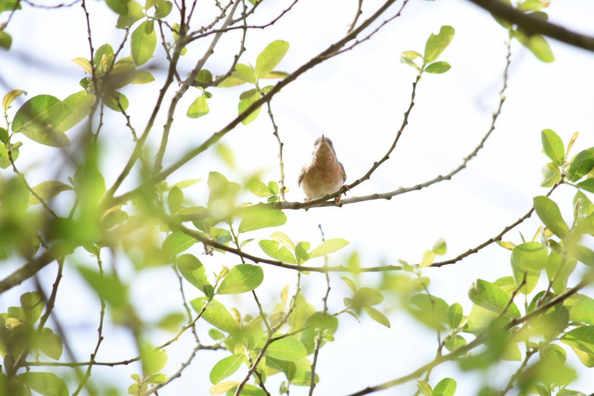 Western Subalpine Warbler - ML613753079