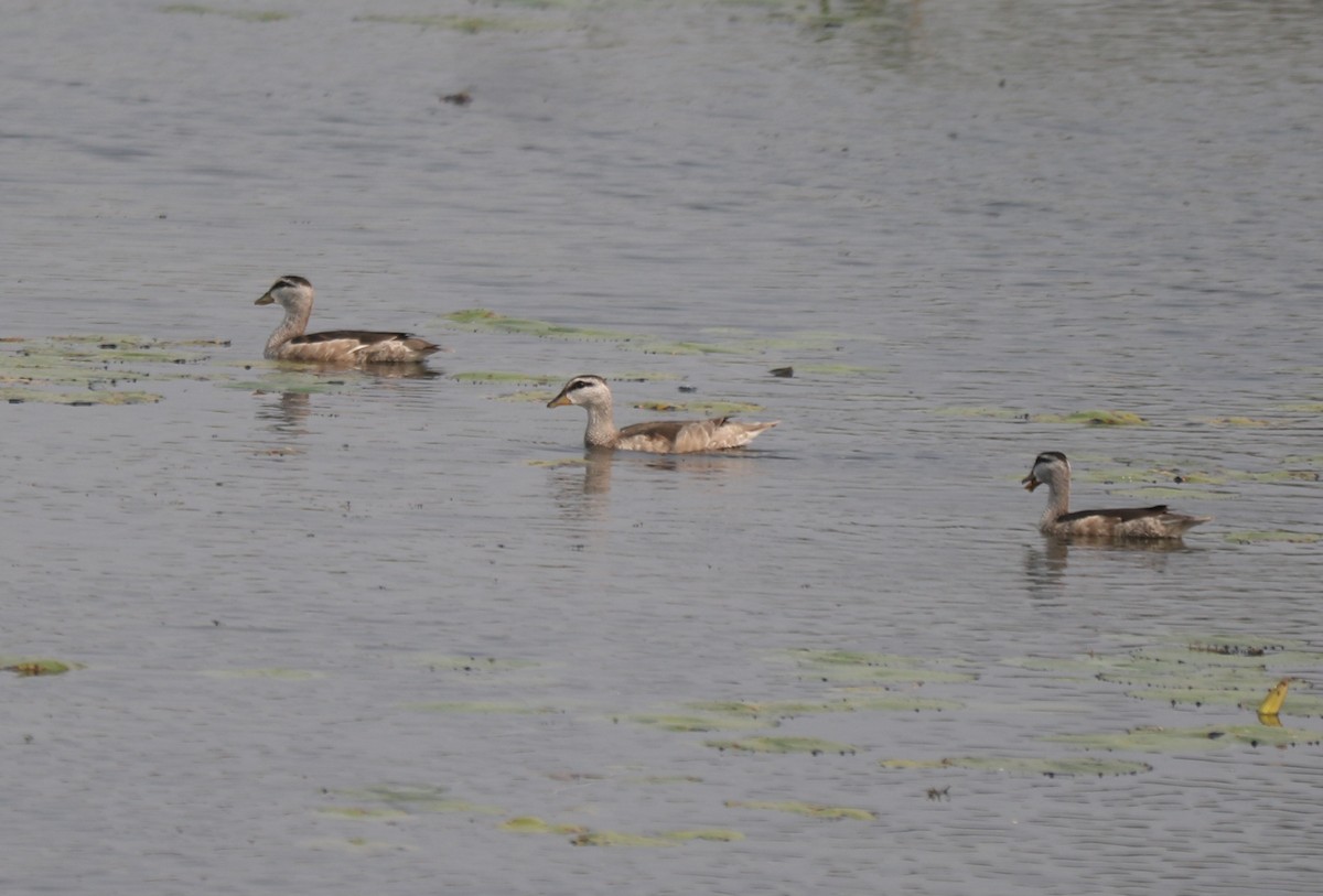 Cotton Pygmy-Goose - ML613753099