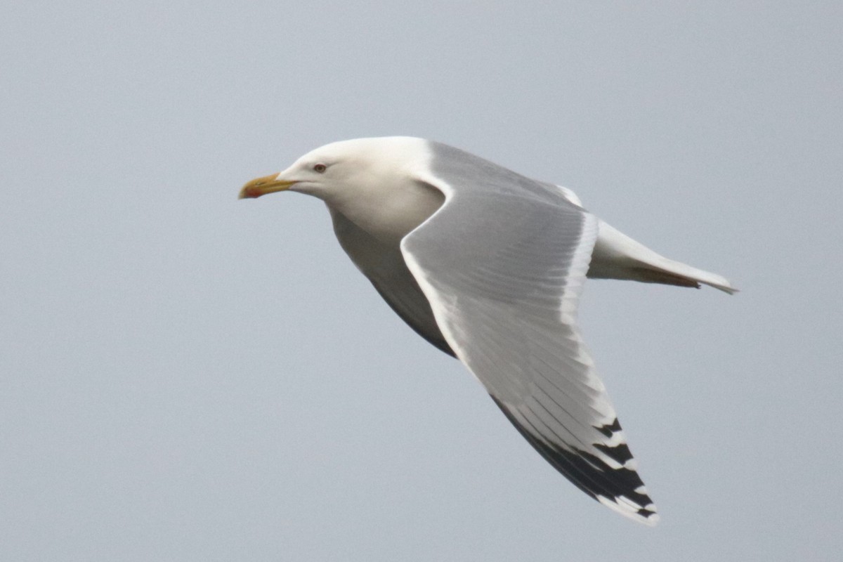 Caspian Gull - ML613753103