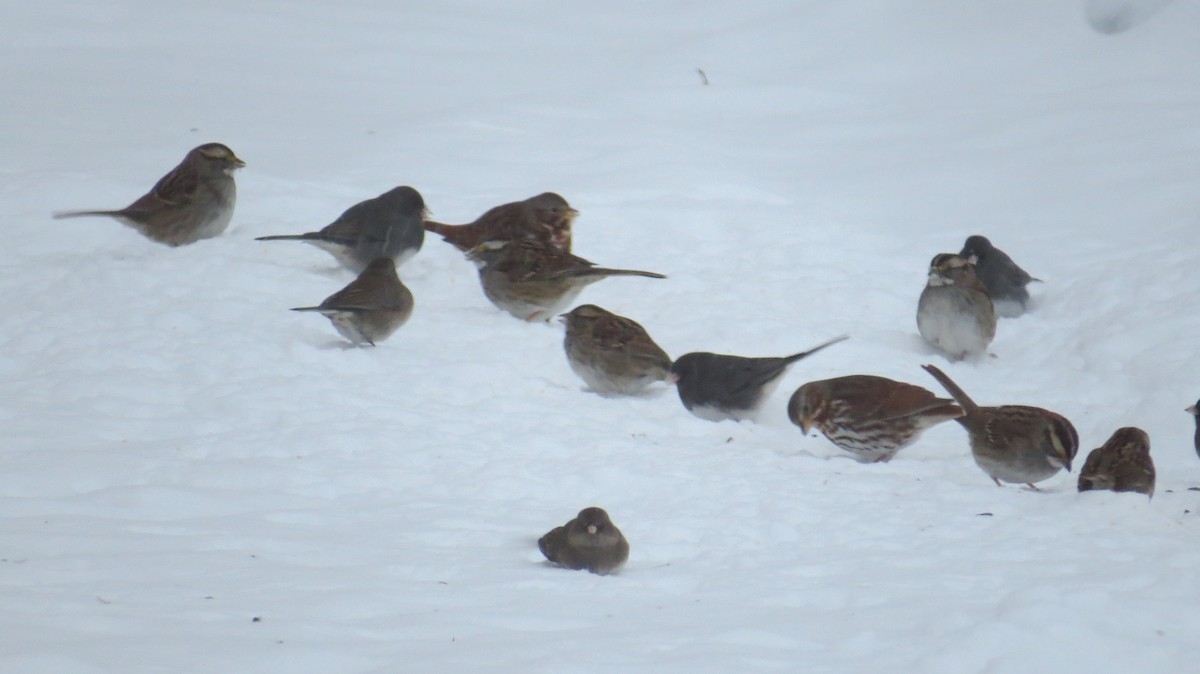 Fox Sparrow - ML613753146