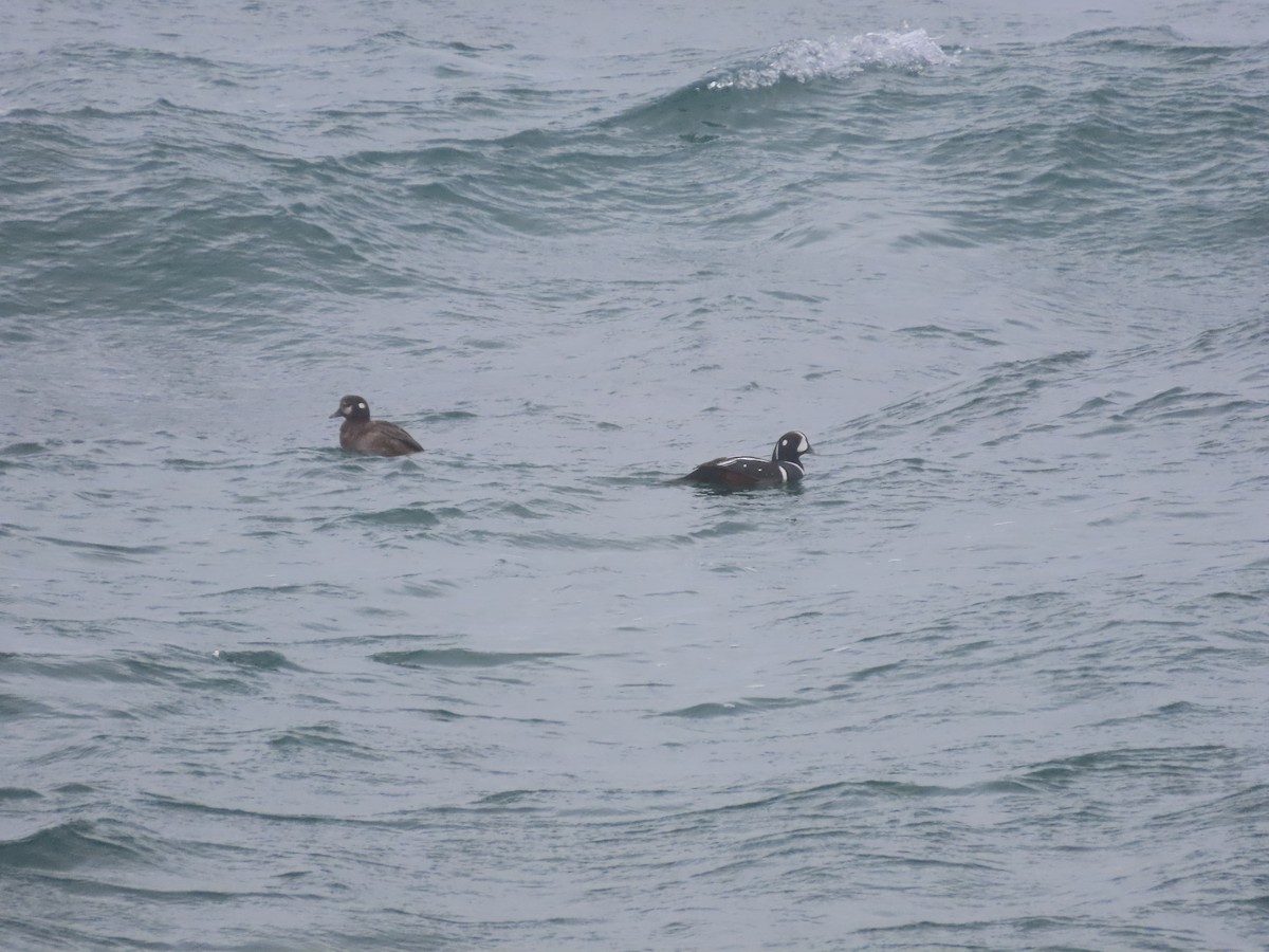 Harlequin Duck - ML613753161