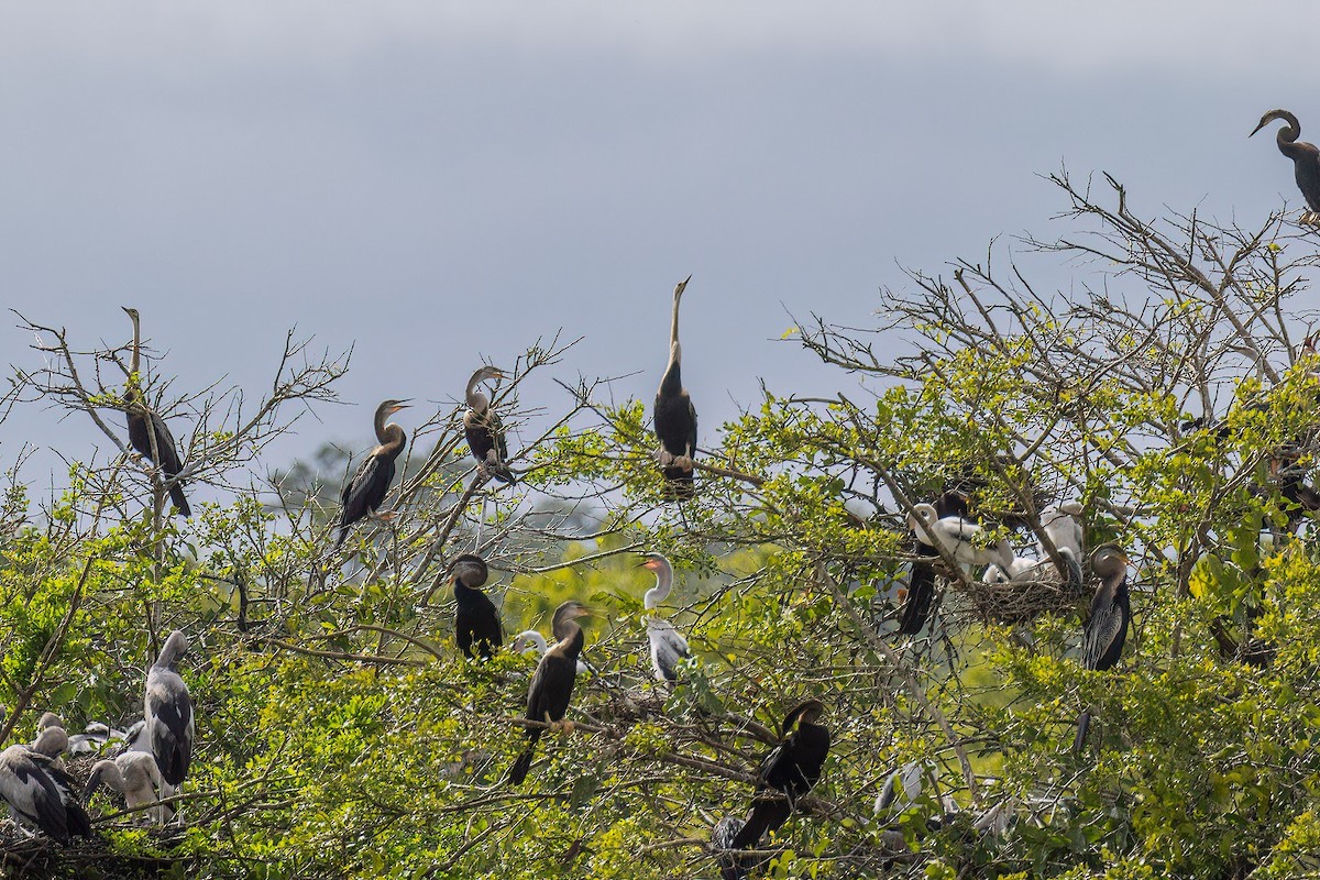 anhinga indomalajská - ML613753224