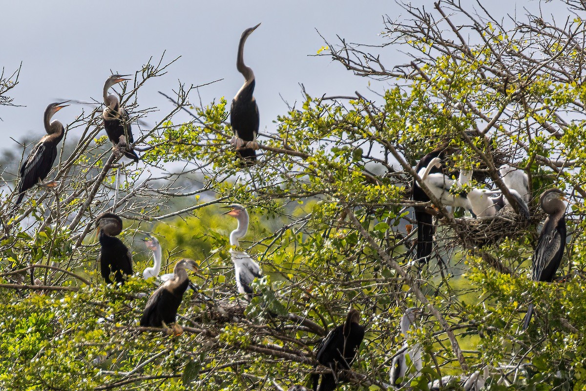 anhinga indomalajská - ML613753225