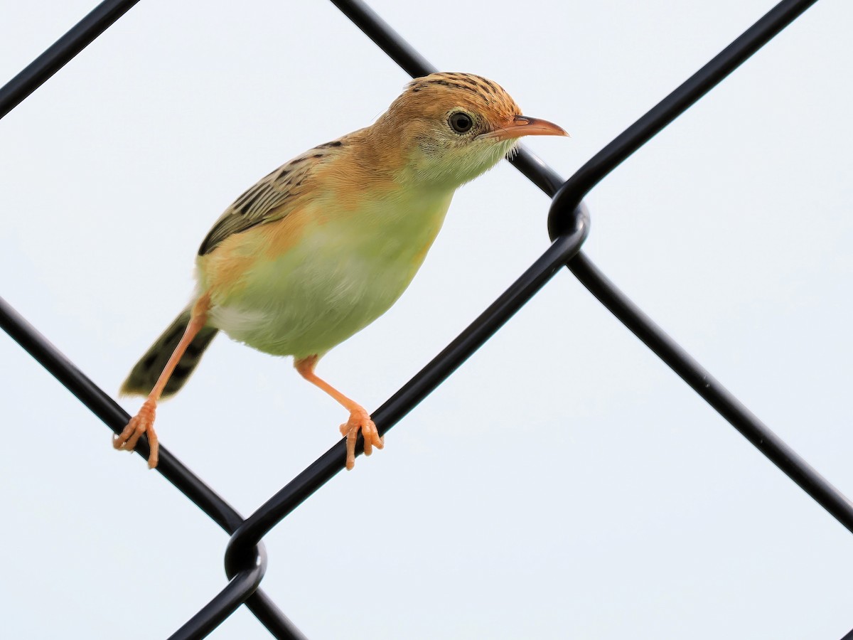 Golden-headed Cisticola - ML613753251