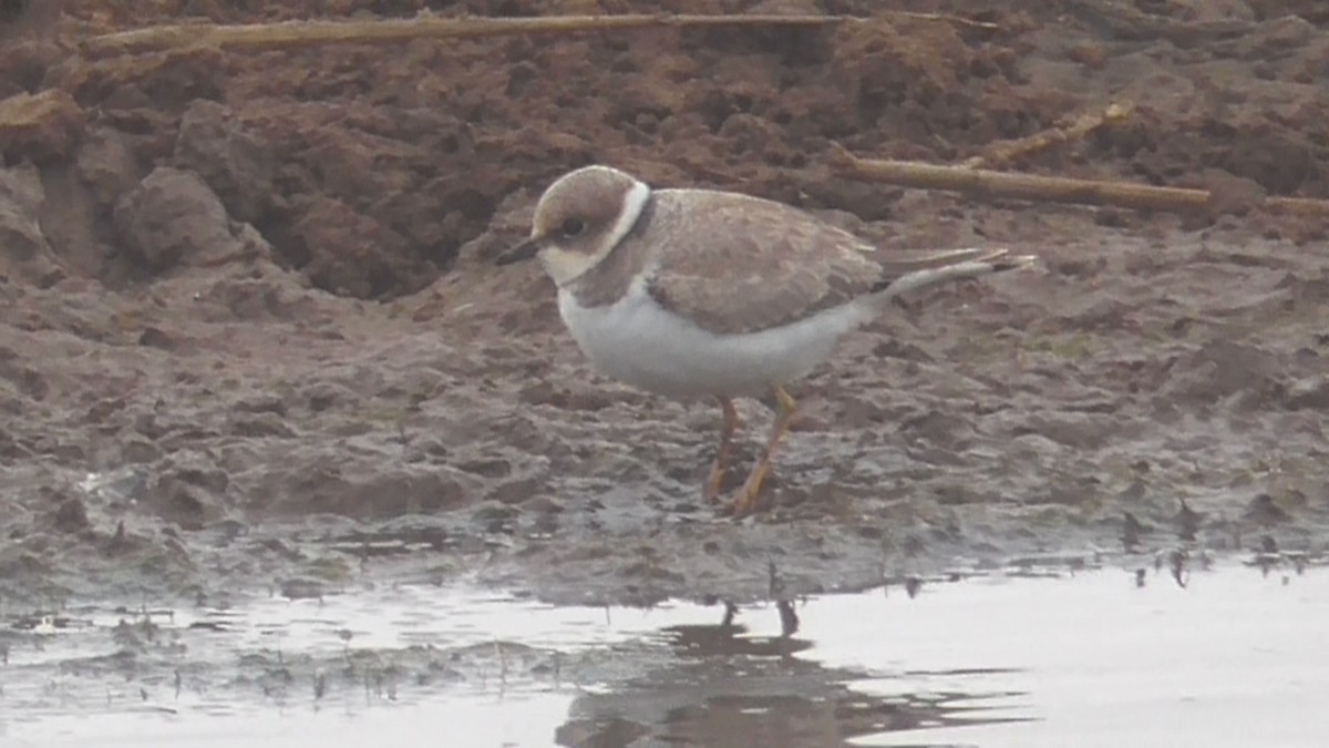Common Ringed Plover - ML613753253
